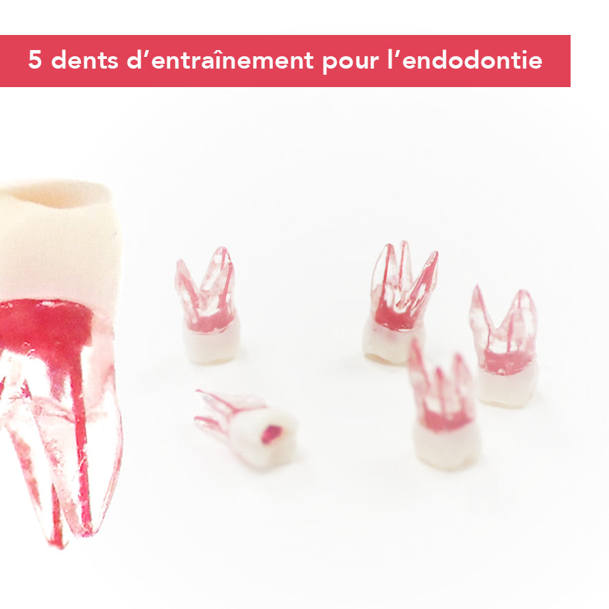Dents endodontie d’entraînement - Lot de 5 - uofti.com