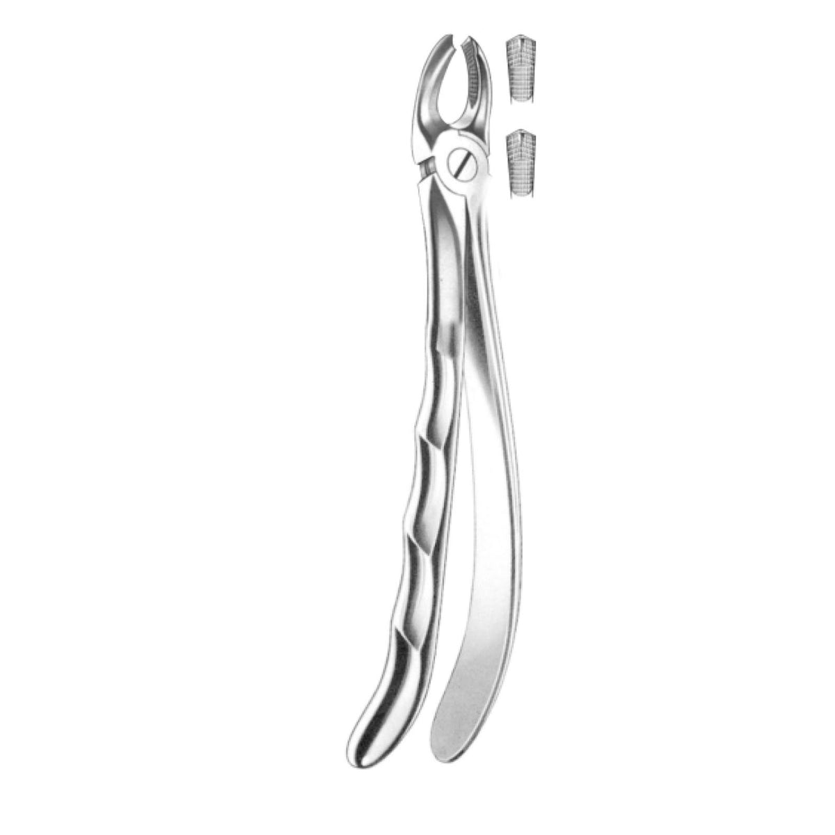 Davier molaires supérieures - uofti.com