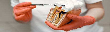 Endodontie