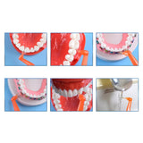 Brosse interproximale avec cure-dent x8 pièces - CoralClean - uofti.com