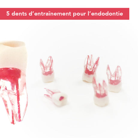 Dents endodontie d’entraînement - Lot de 5 - uofti.com