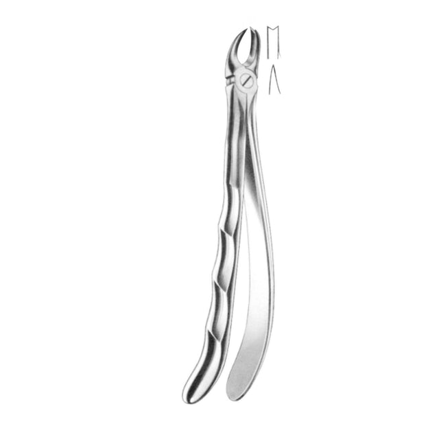 Davier molaires supérieures droite - uofti.com